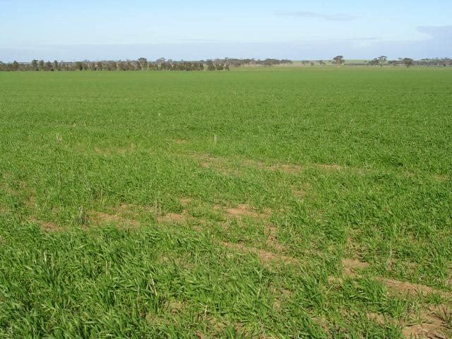 Wheat paddock showing patches caused by root lesion nematode