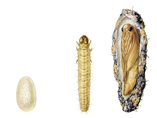 The Moth Life Cycle of Common Clothes and Carpet Moths