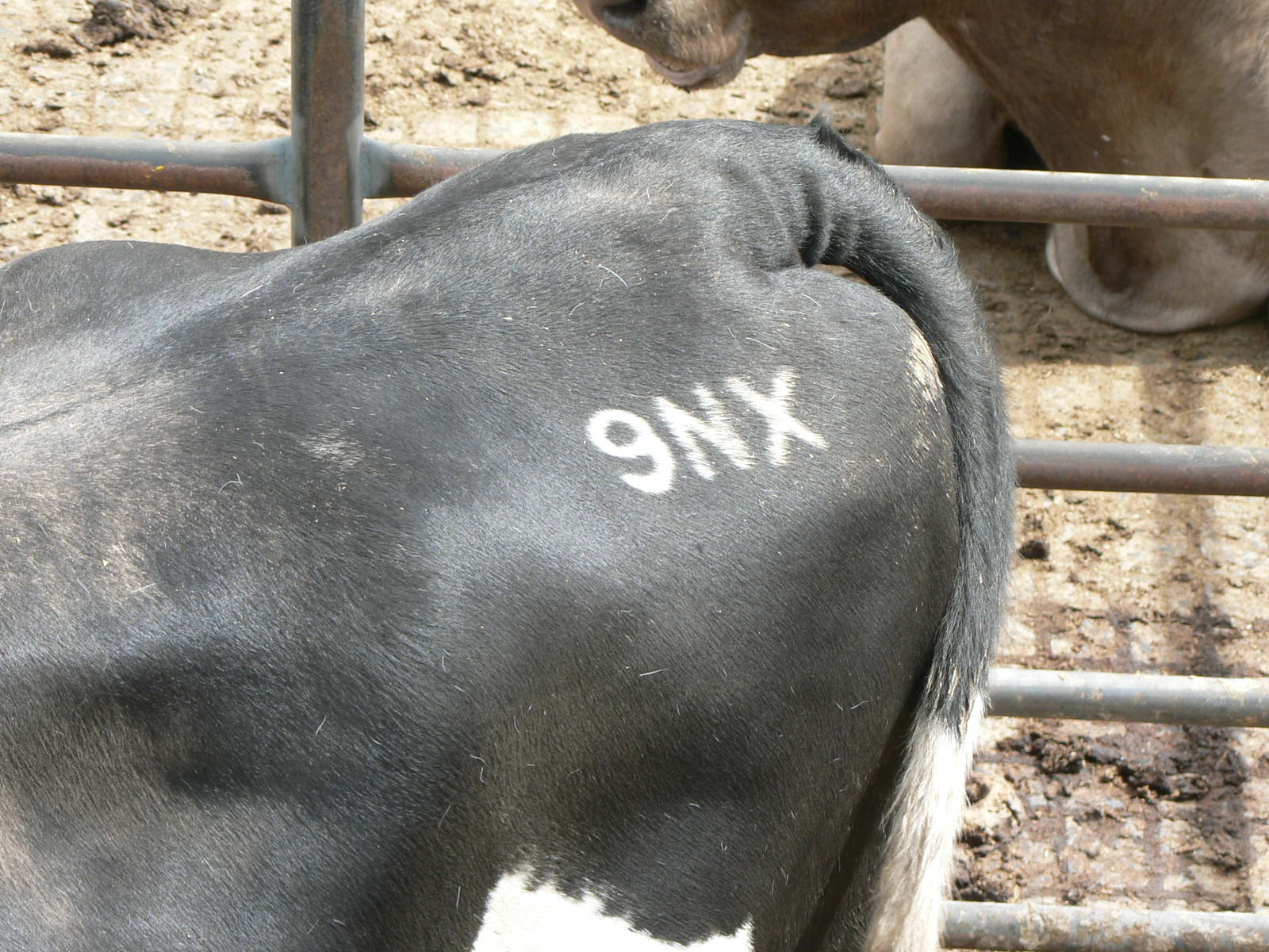 Freeze Branding Cattle