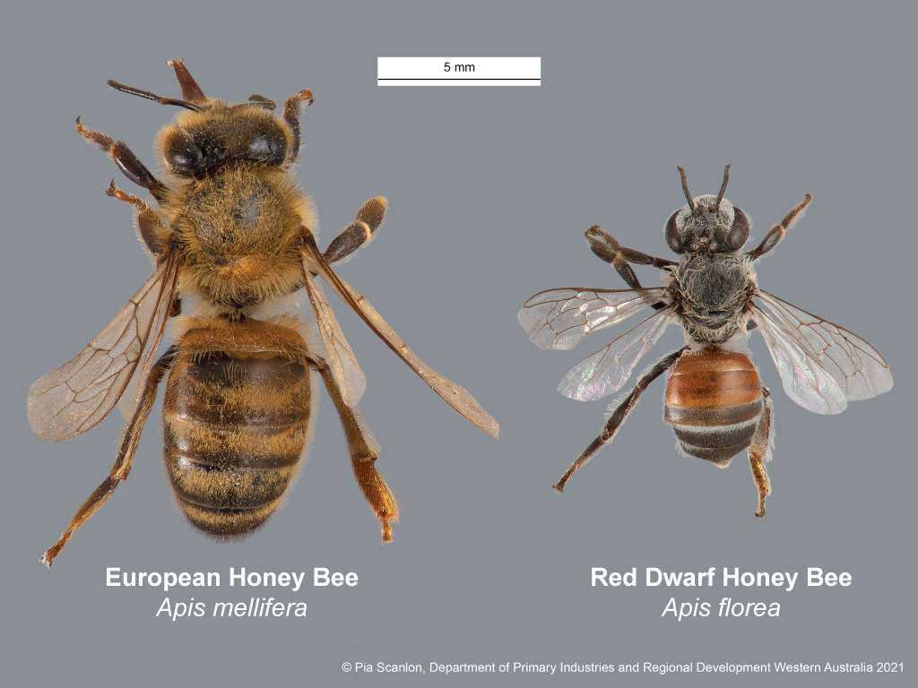 Honey Bee Honey 