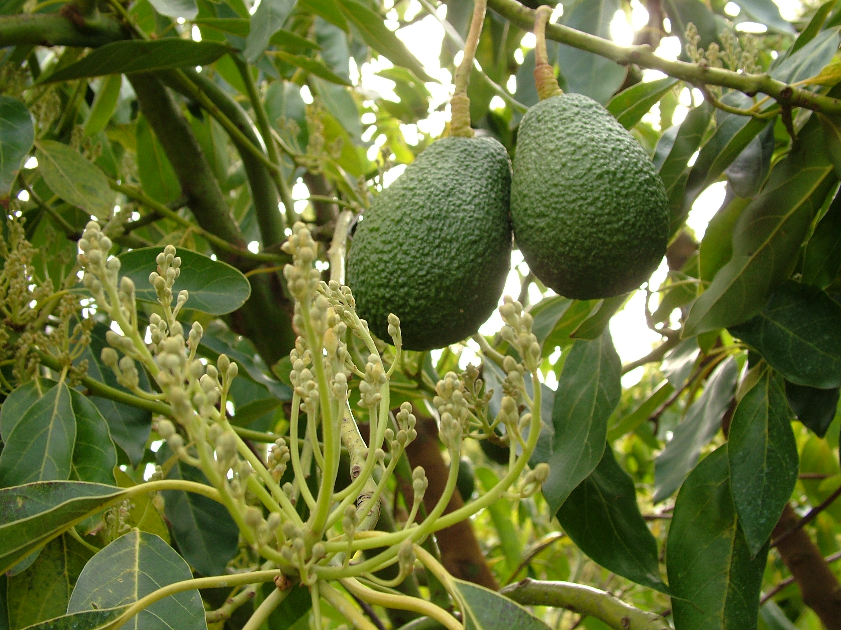 Avocado Cross Pollination Chart