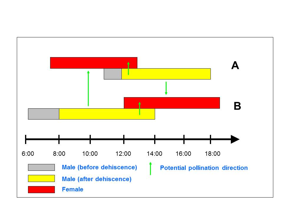 Avocado Cross Pollination Chart