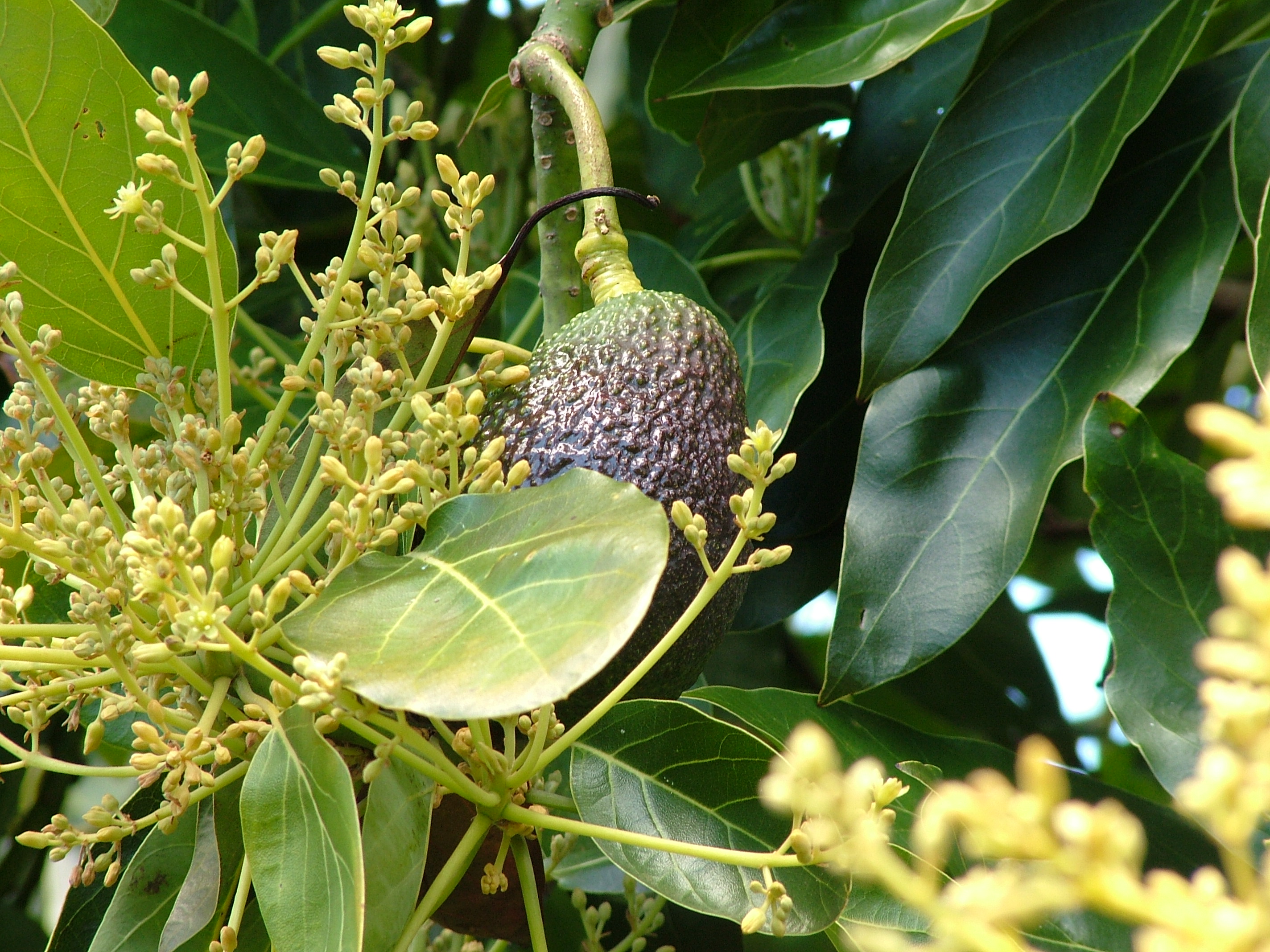 Avocado Cross Pollination Chart