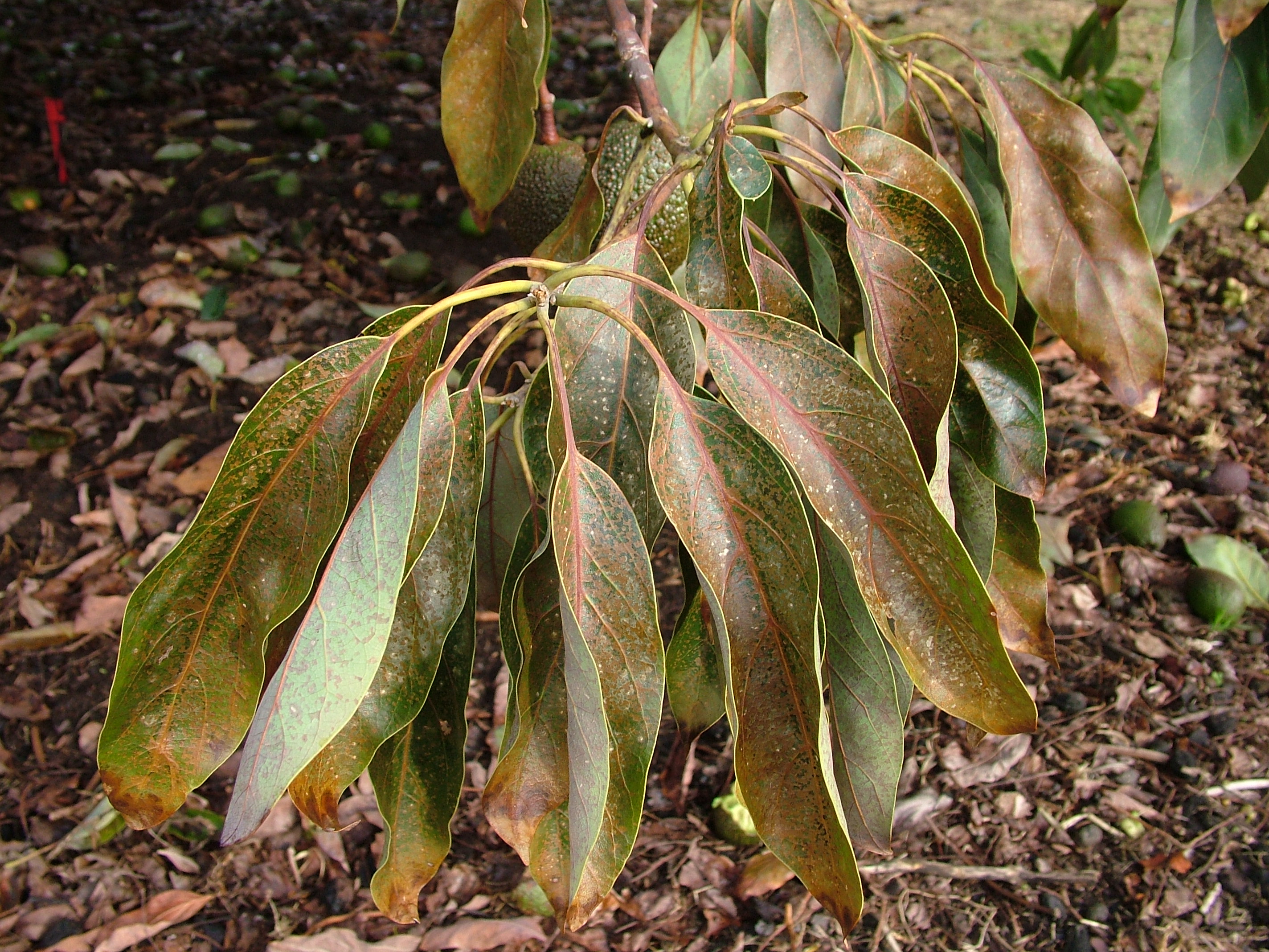 Plant disease. Листья груши коричневеют. Листья манго коричневеют. Болезни растений. Больные растения.