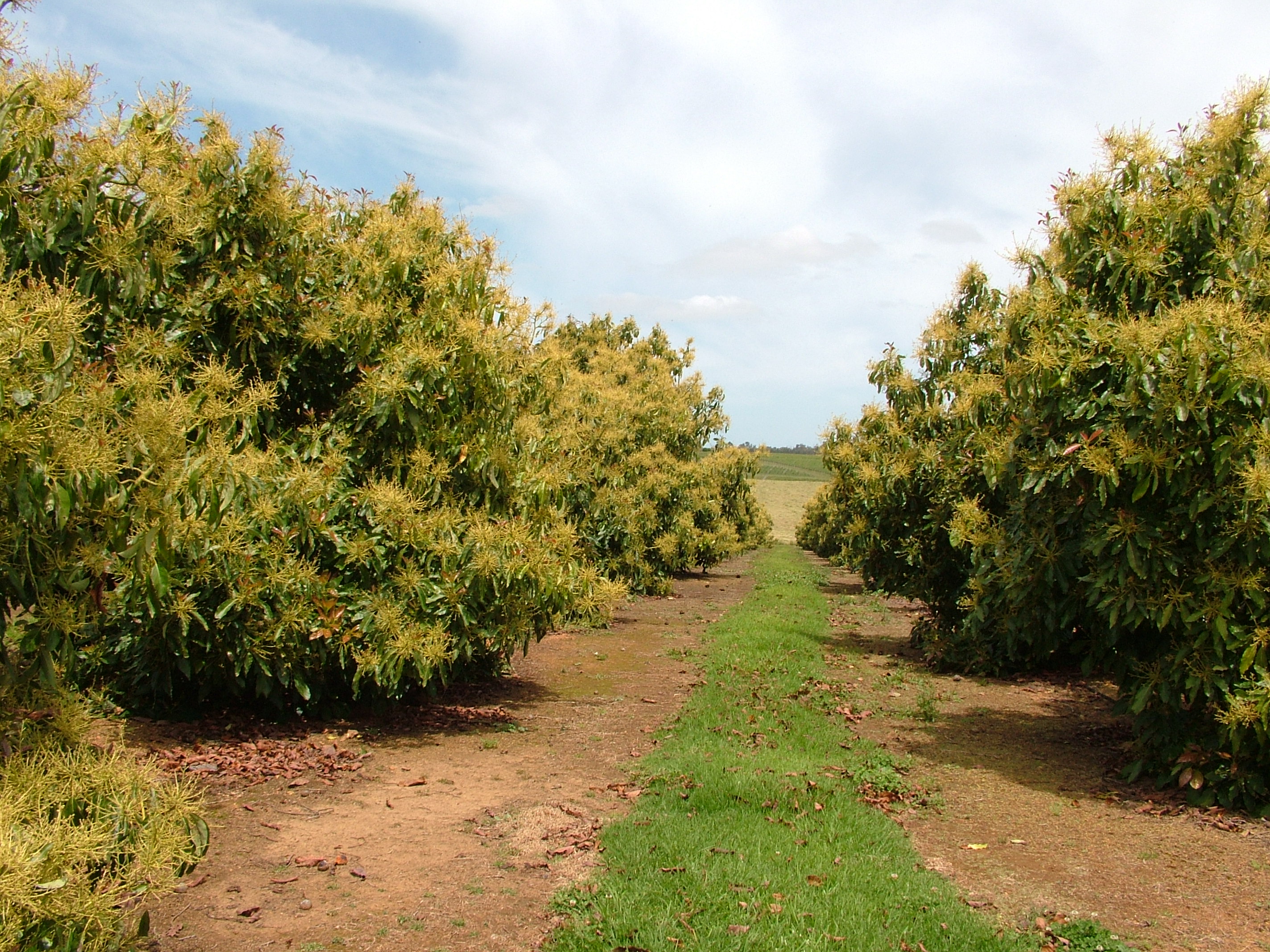 Avocado Cross Pollination Chart