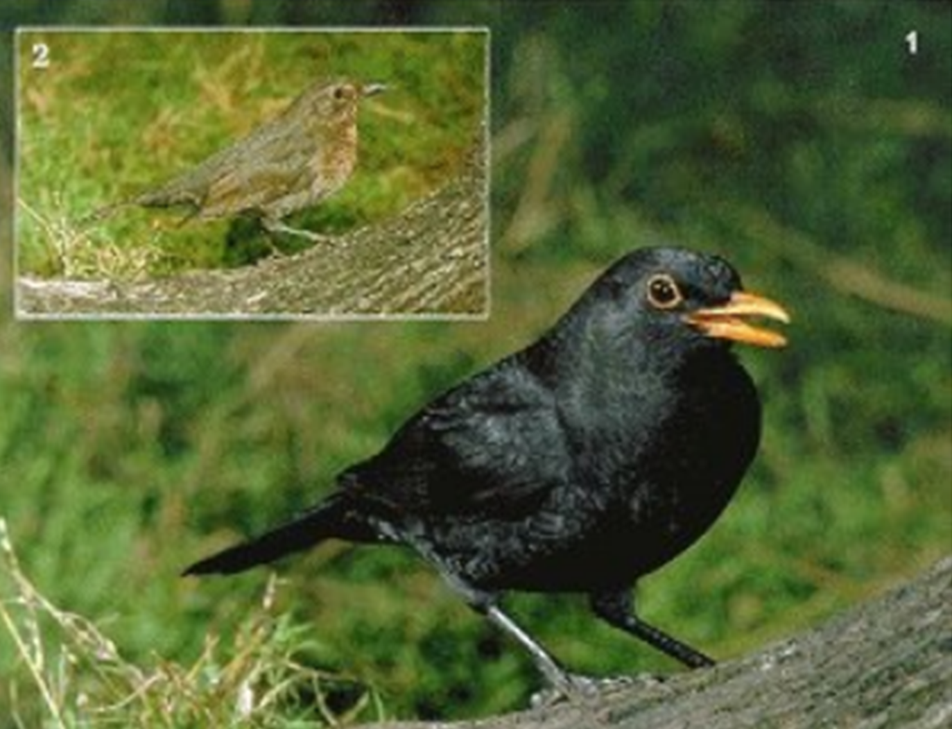 Blackbird | Agriculture and Food