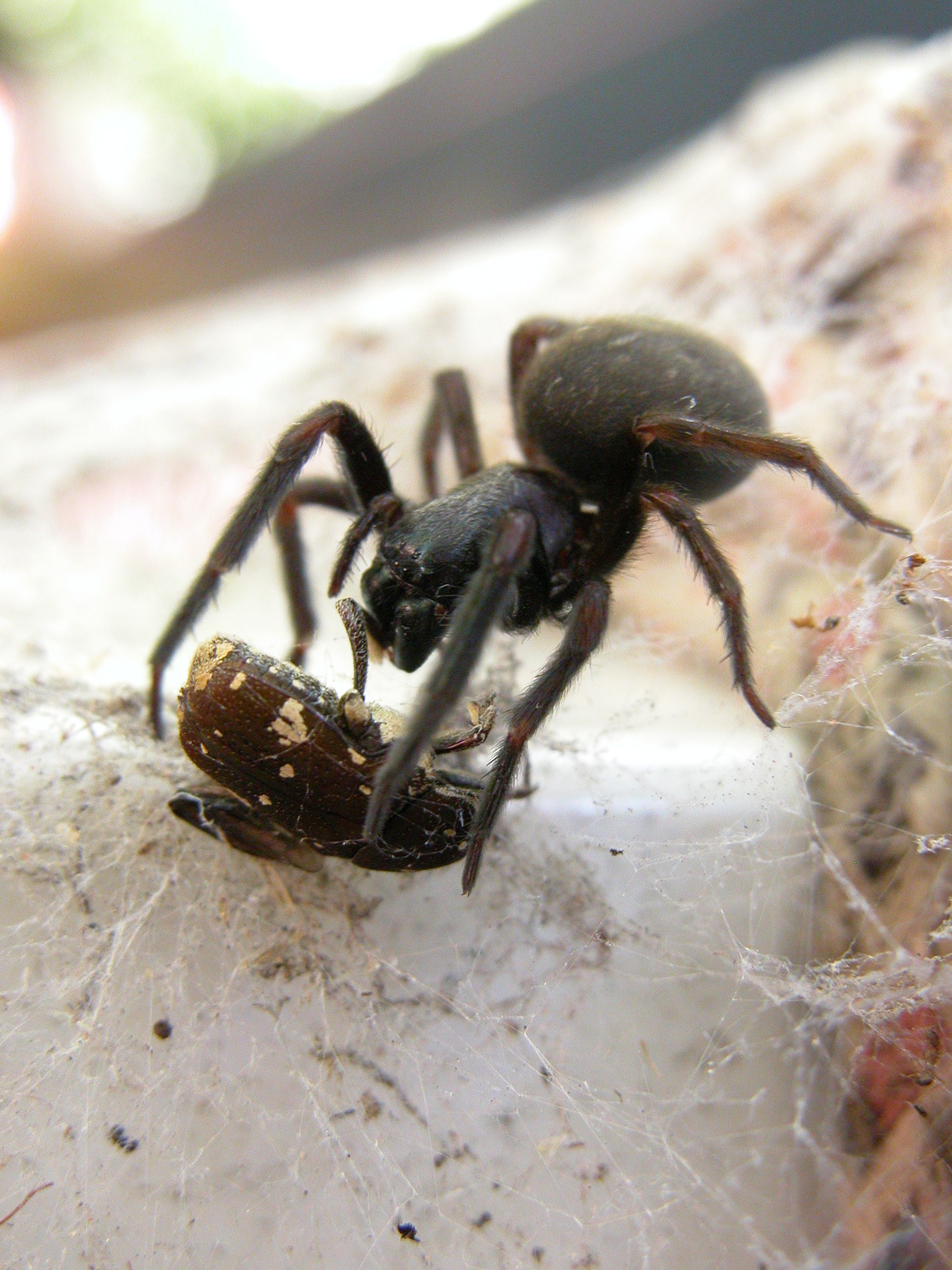 Australian House Spiders Chart