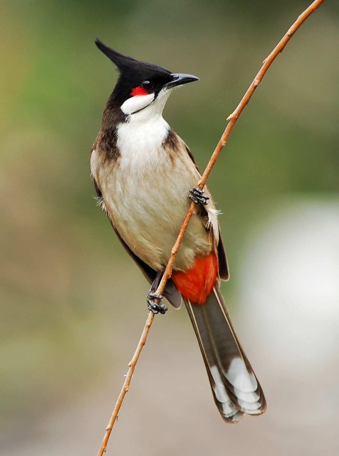 Bulbul%20Jay%20Yeung%202010_FOR%20USE%20IN%20PEST%20ALERT%20ONLY.jpg