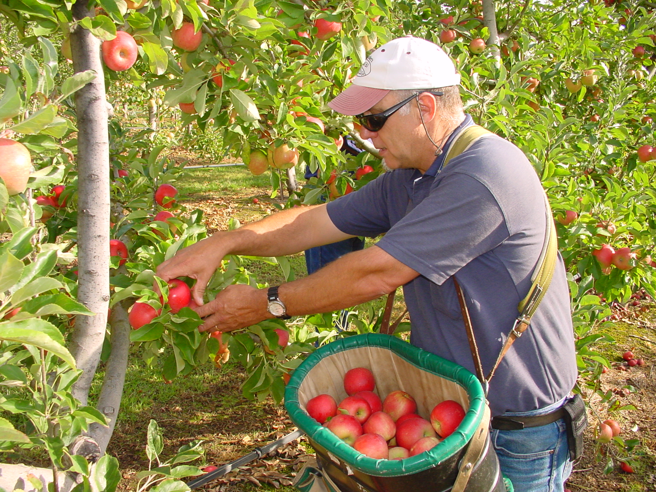 apple farming business plan pdf