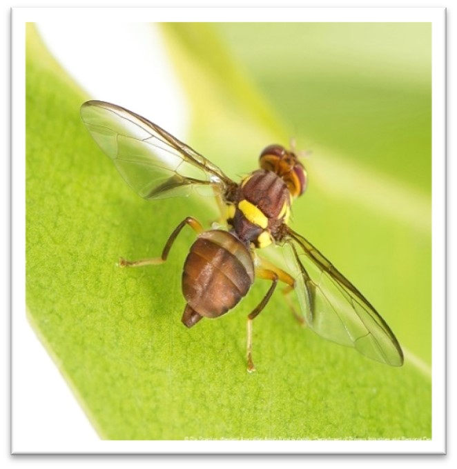 Qfly - Bactrocera tryoni - pest of WA fruit and vegetables - on a leaf