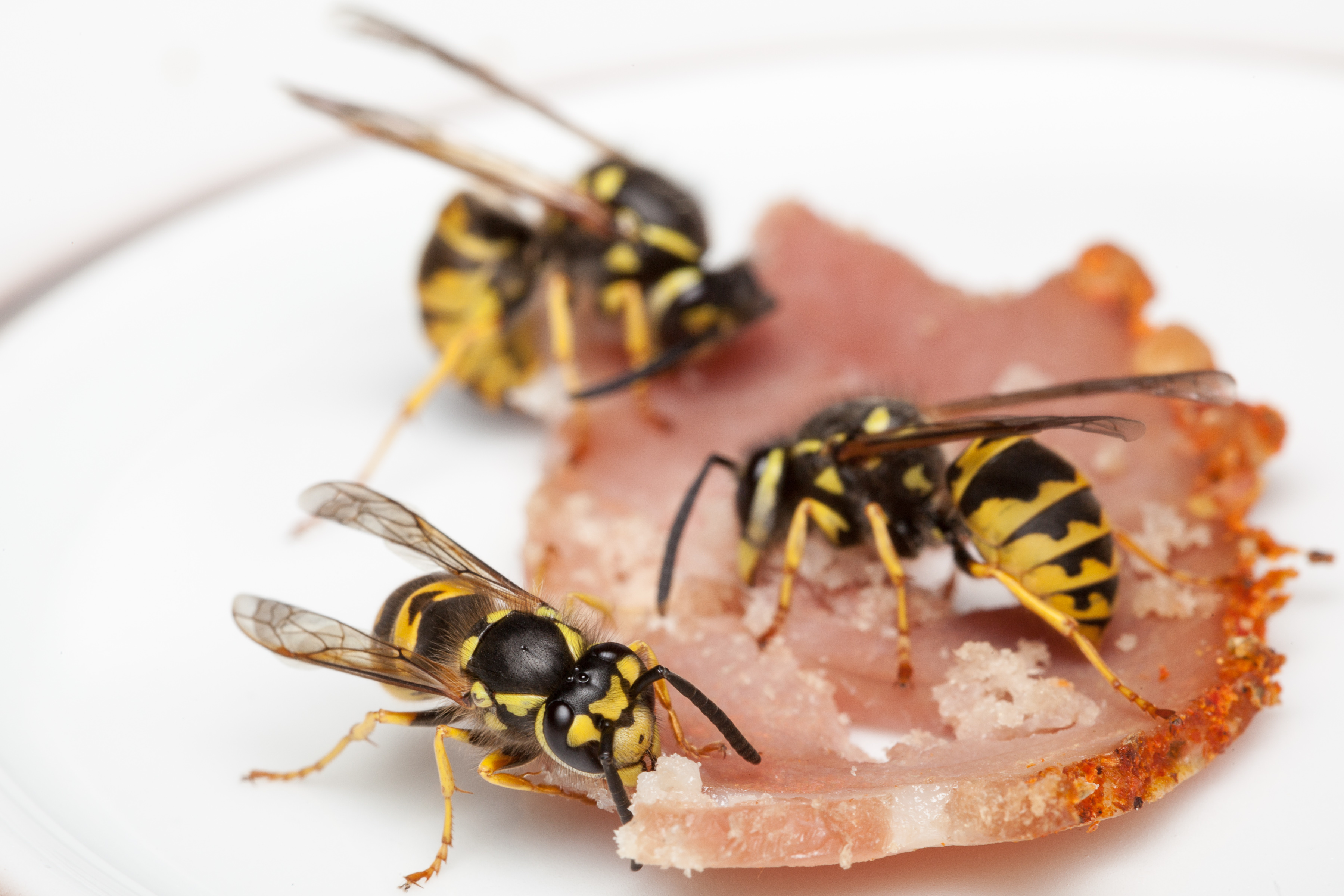 Paper Wasp Identification Chart