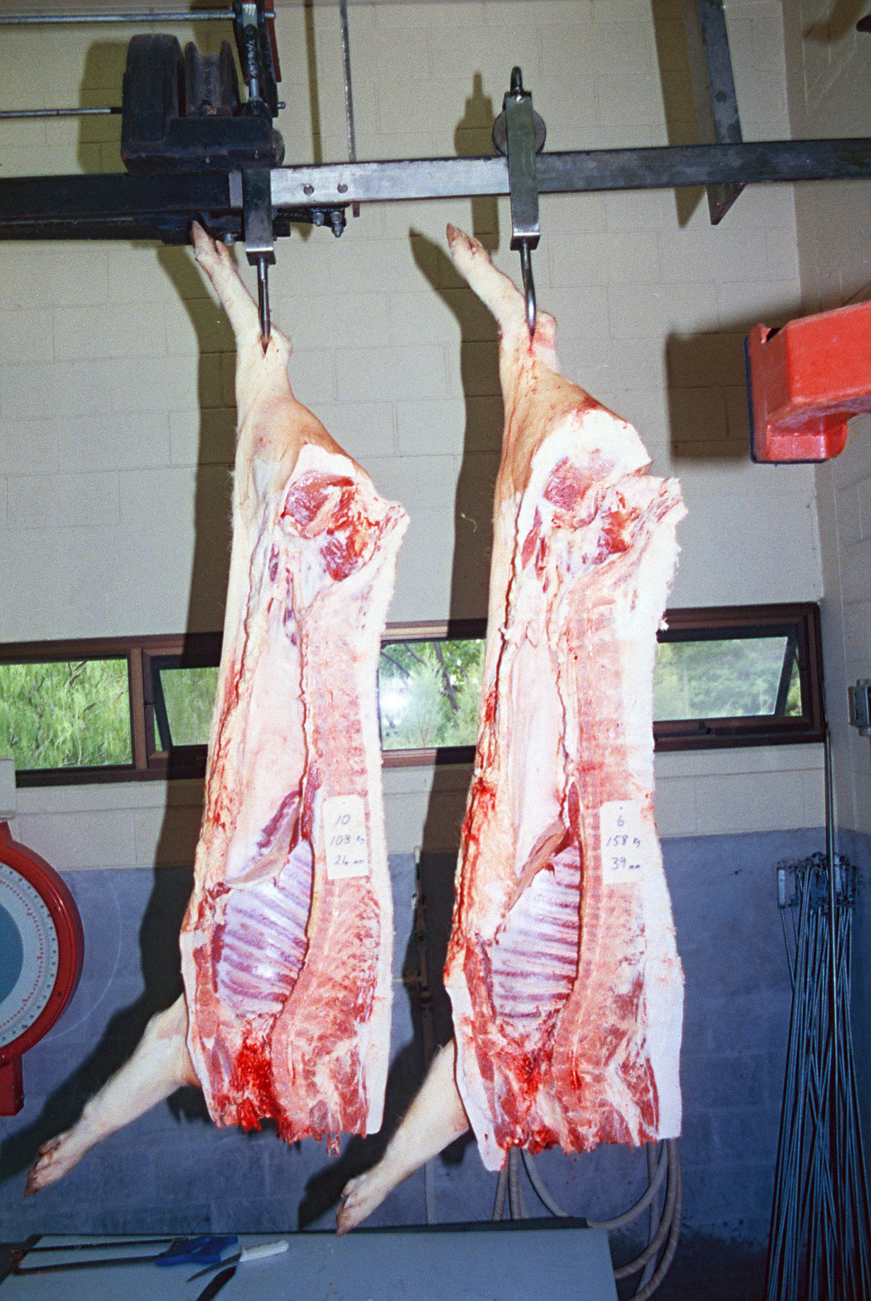 Controlling high backfat (P2) in finisher pigs | Agriculture and Food