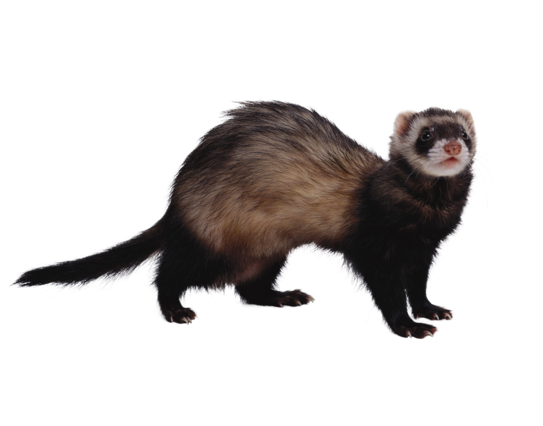 Ferret