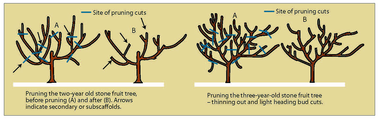 Fig7%20opencentre%20tree%20B%20%28A215794%29