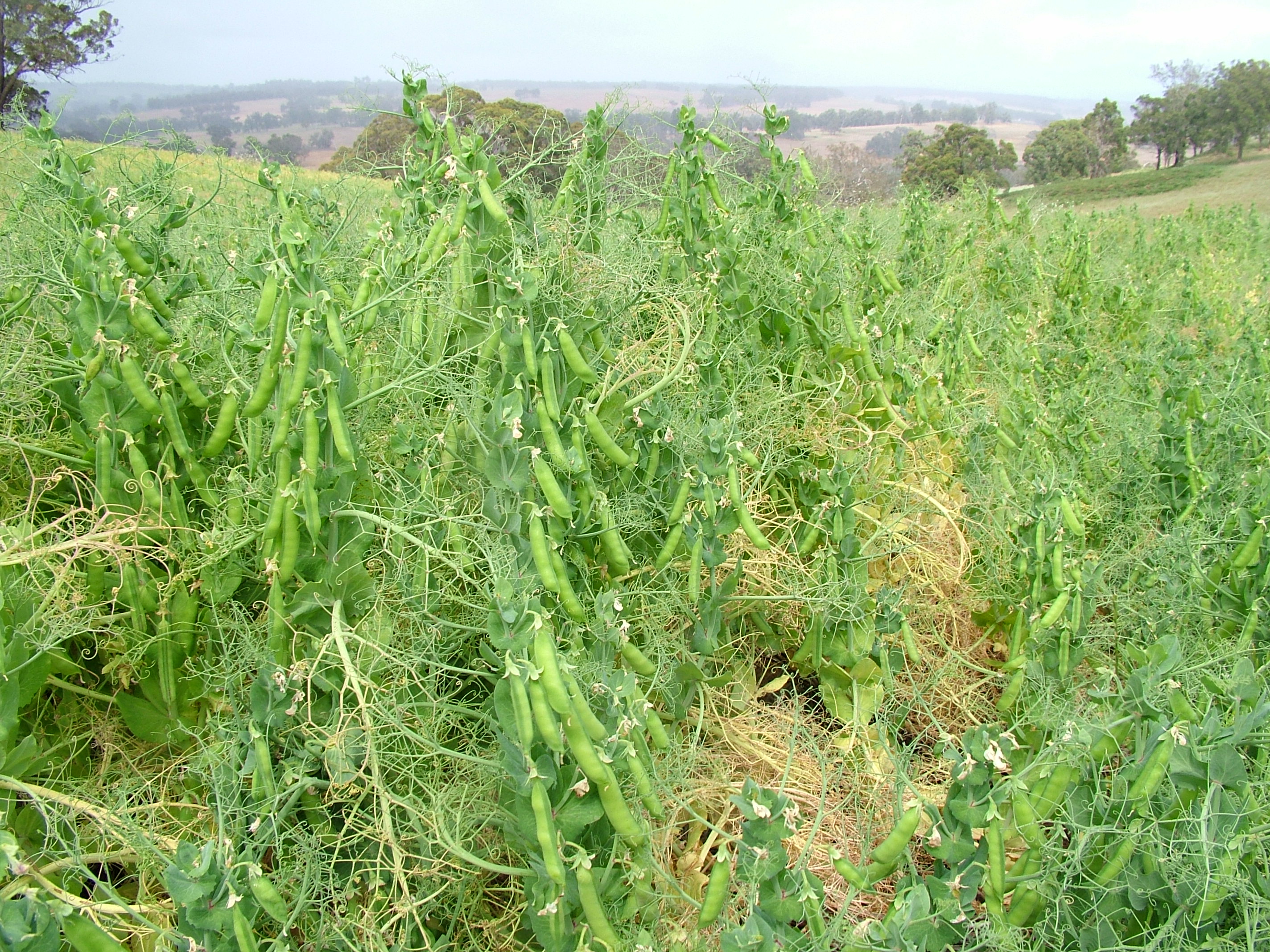 Pea Plant Growth Chart