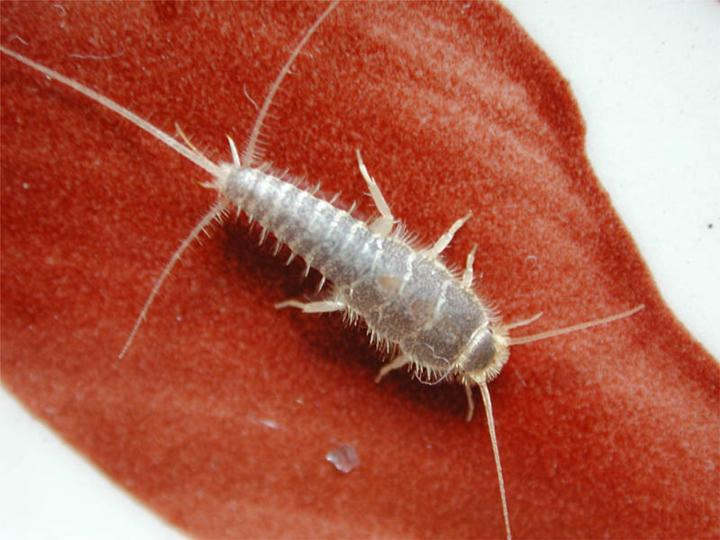 Identifying and controlling clothes moths carpet beetles and silverﬁsh   Agriculture and Food