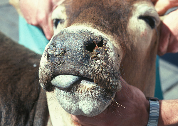 WA Livestock Disease Outlook - for vets | Agriculture and Food WA Livestock Disease Outlook - for vets | Agriculture and Food