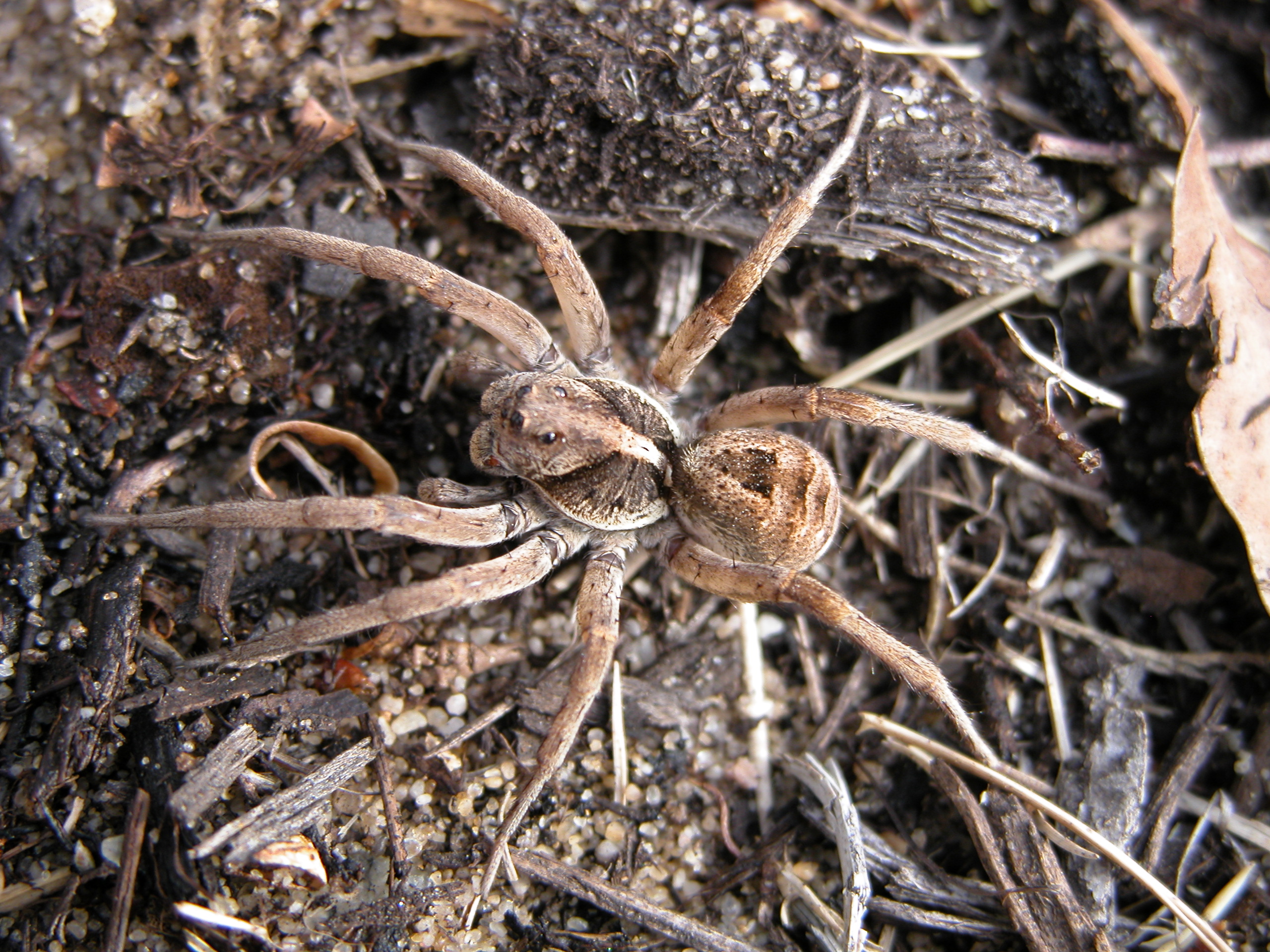 Dangerous Spider Chart Australia