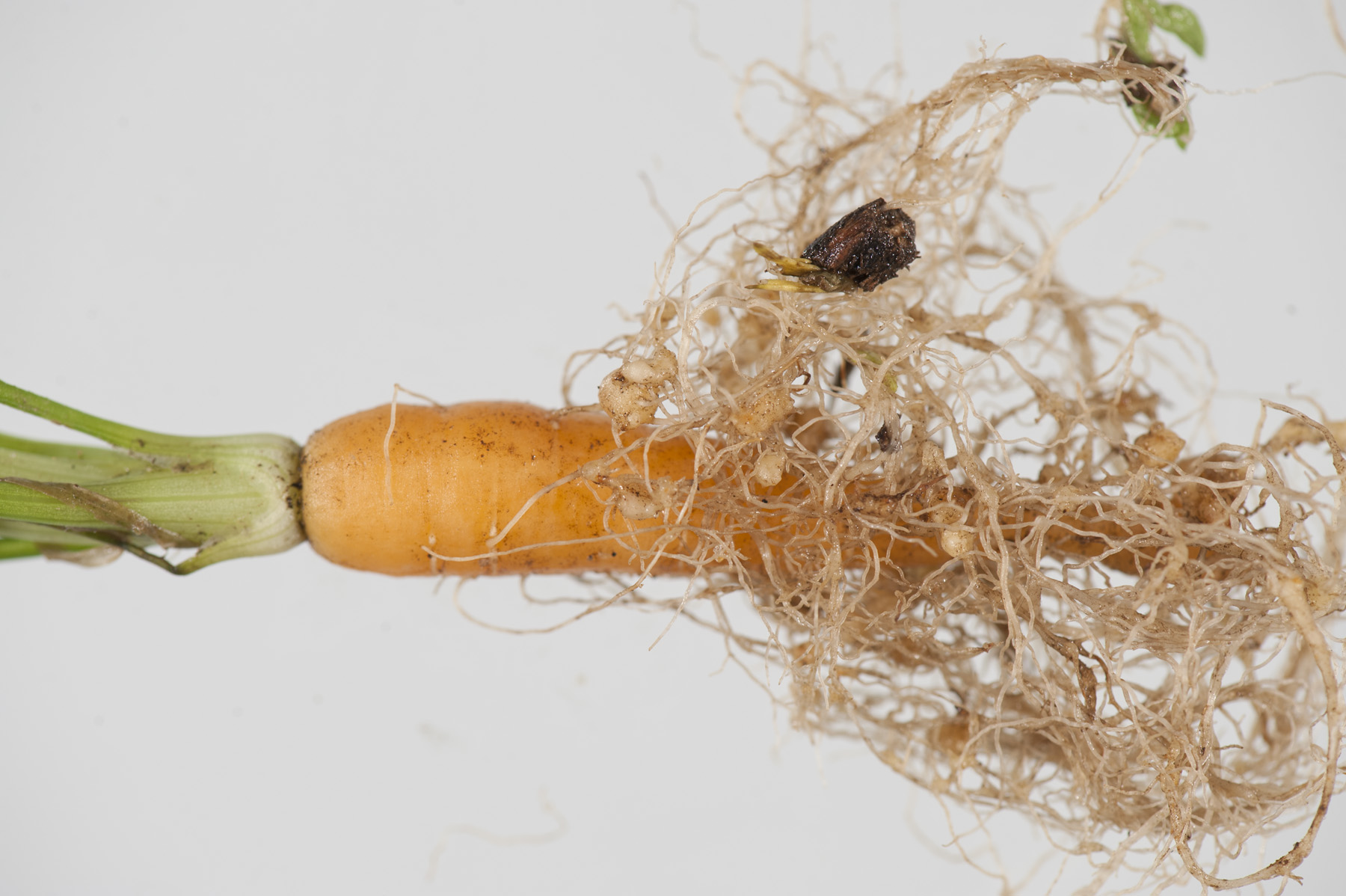 Nematodes on vegetables