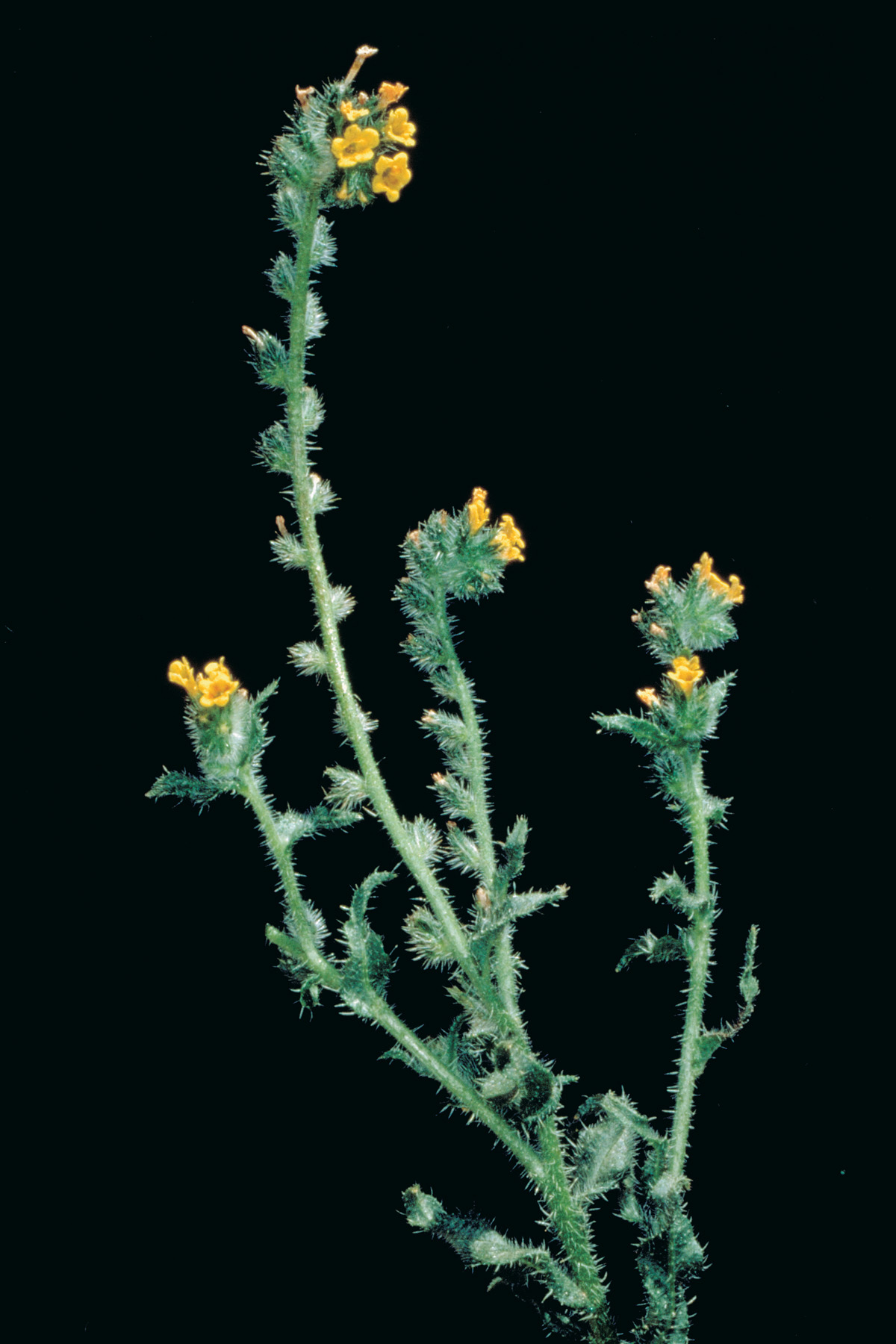 Yellow Weed Buds