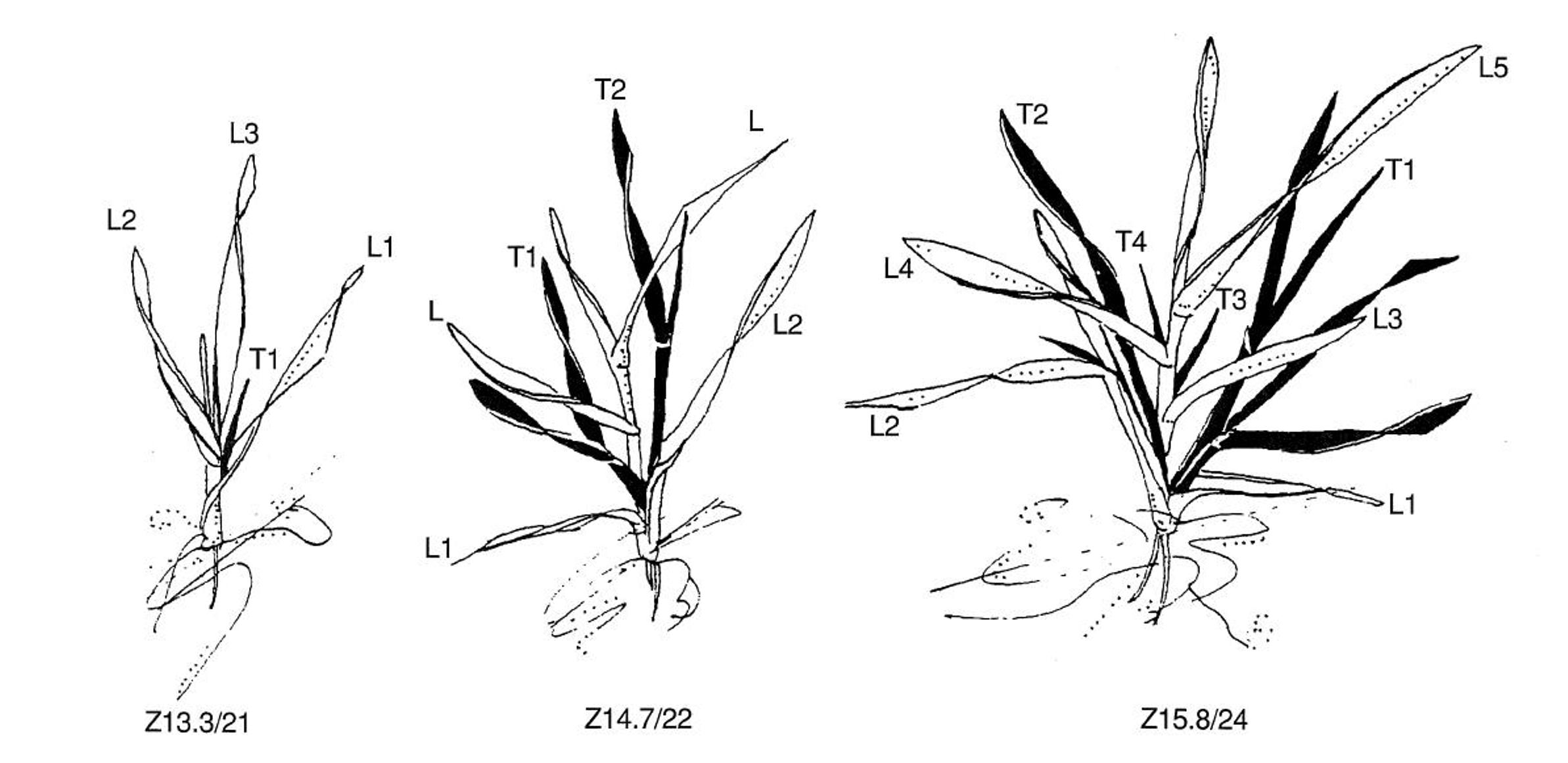 Wheat Growth Chart