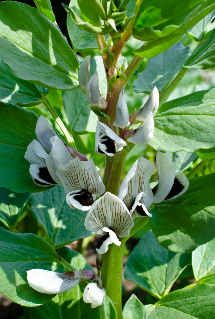 When To Plant Broad Beans - markanthonystudios.net