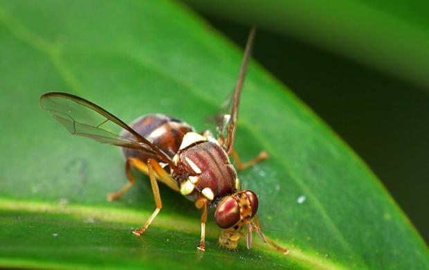 Queensland fruit fly Qfly) A Queensland fruit fly, known as Qfly, on a leaf.