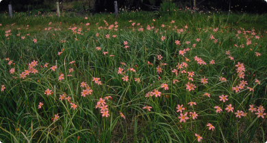 Dense infestation of one-leaf cape tulip