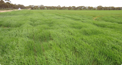 barley growth effects from compction by cropping traffic on a headland