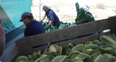 Harvesting cauliflower crop by hand