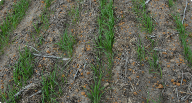 Paired-row furrow sowing of wheat on water repellent sandy gravel