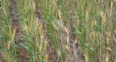 Crown rot in wheat appears as scattered white heads
