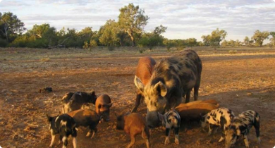 Feral pigs feeding at a bait station.