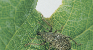 Garden weevil