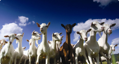 Goats 