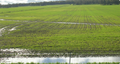 Waterlogging near Frankland