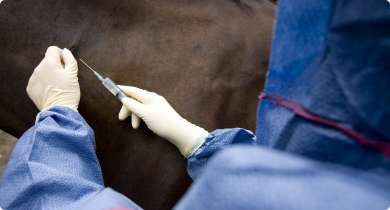 A veterinarian dressed in surgical gloves an overalls with a hood is holding a syringe injecting a horse in the skin of its neck.