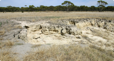 Dispersing (sodic) waterlogged soil 