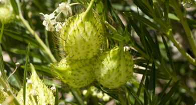 Narrow-leaf cotton bush (Gomphocarpus fruticosus) flower and seed pods