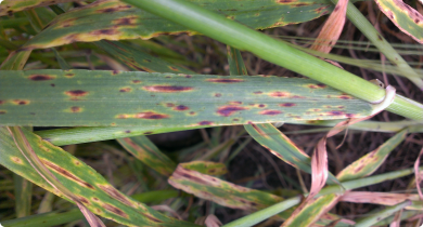 Spot form of net blotch on barley