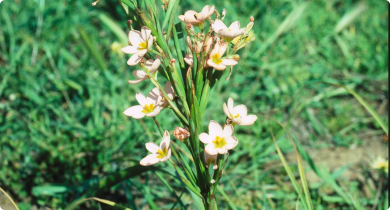 Two-leaf cape tulip plant