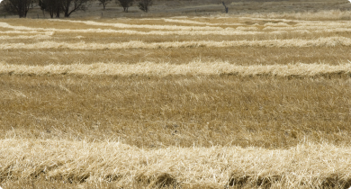 A brown paddock with strips of winrowed hay drying ready to be baled