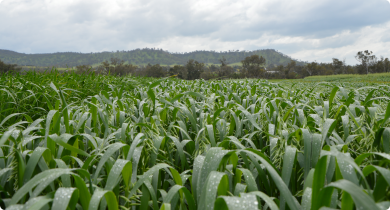 The foreground shows a trial plot of Williams oats at early pannicle emergence.  The crop is green against a background of an overcast day after a shower of rain.  The crop is still wet and on the horizon more clouds are forming behind low hills.