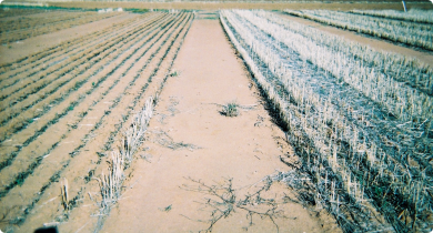 Burnt and standing stubble treatments adjacent to each other