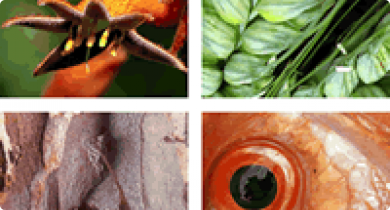 Four random images of organisms