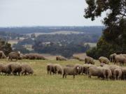 mob of sheep grazing green pasture