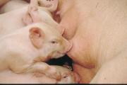Four pink piglets suckling on the teats of a sow.