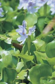Water hyacinth (Eichhornia crassipes) flower