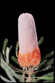 orange and cream large Banksia flower