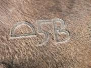 Cattle fire brand stamped on the back of a cow